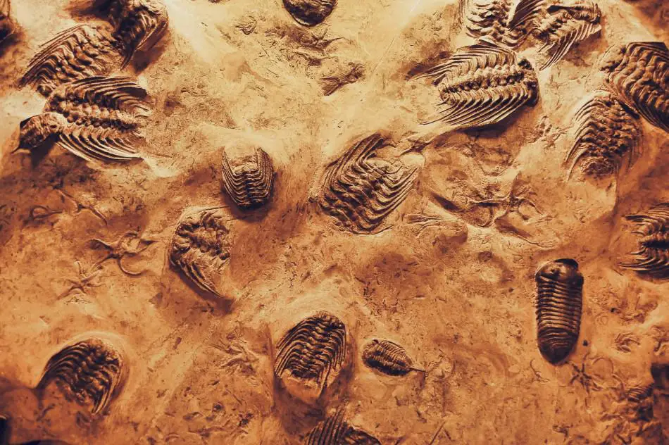 close-up-photo-of-fossils